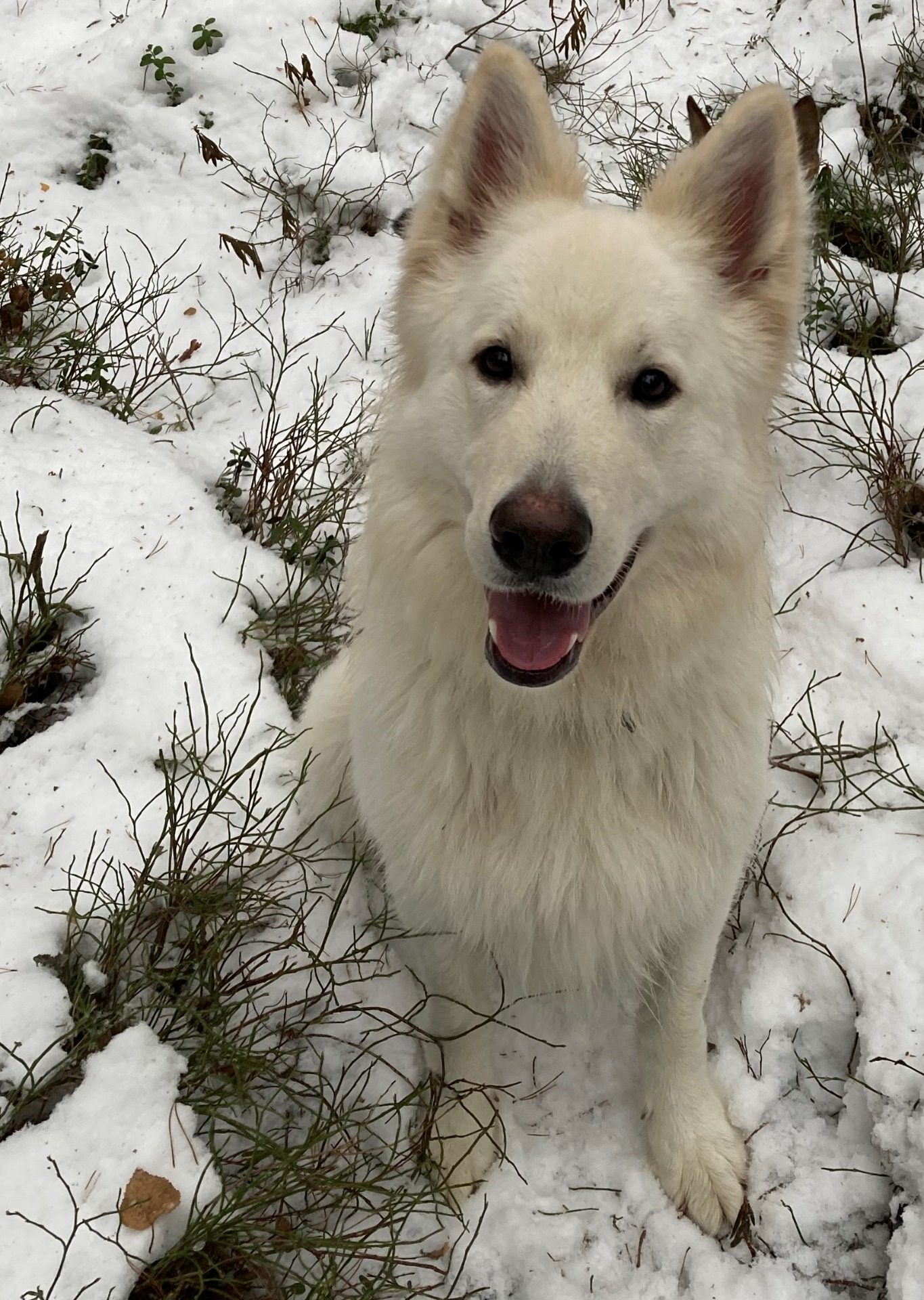 Koda